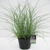 Prachtriet (Miscanthus sinensis 'Adagio')