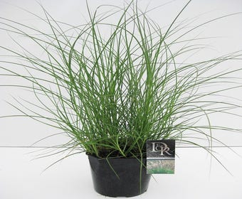 Prachtriet (Miscanthus sinensis 'Adagio')