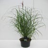 Chinees riet / sierriet (Miscanthus sinensis 'Ferner Osten')