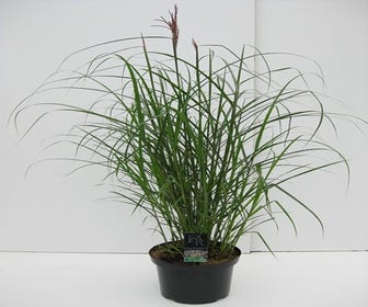 Chinees riet / sierriet (Miscanthus sinensis 'Ferner Osten')