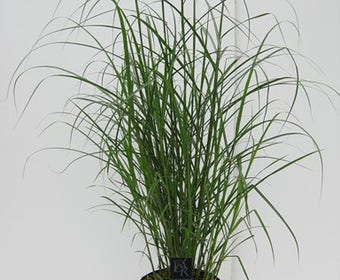 Chinees riet / sierriet (Miscanthus sinensis 'Ferner Osten')