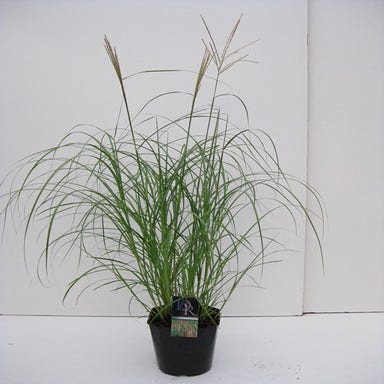 Prachtriet, Olifantgras (Miscanthus sinensis 'Flamingo') C5