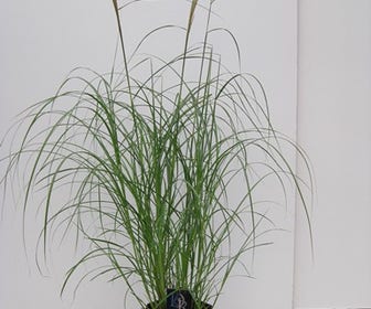 Prachtriet, Olifantgras (Miscanthus sinensis 'Flamingo')