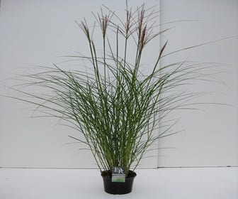 Chinees riet, Sierriet (Miscanthus sinensis 'Kleine Silberspinne')