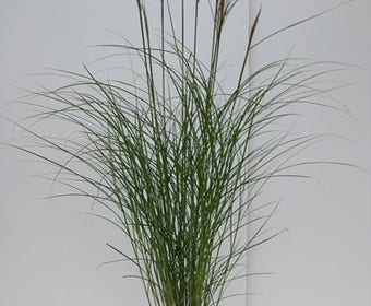 Chinees riet, Sierriet (Miscanthus sinensis 'Kleine Silberspinne')