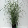 Chinees riet / sierriet (Miscanthus sinensis 'Little Zebra')