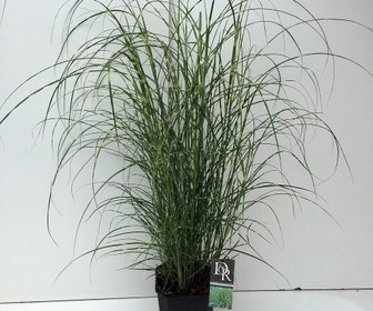 Chinees riet / sierriet (Miscanthus sinensis 'Little Zebra')