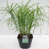 Chinees riet / sierriet (Miscanthus sinensis 'Little Zebra')