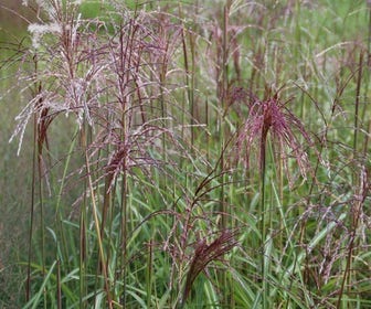 Chinees riet, sierriet (Miscanthus sinensis 'Malepartus')