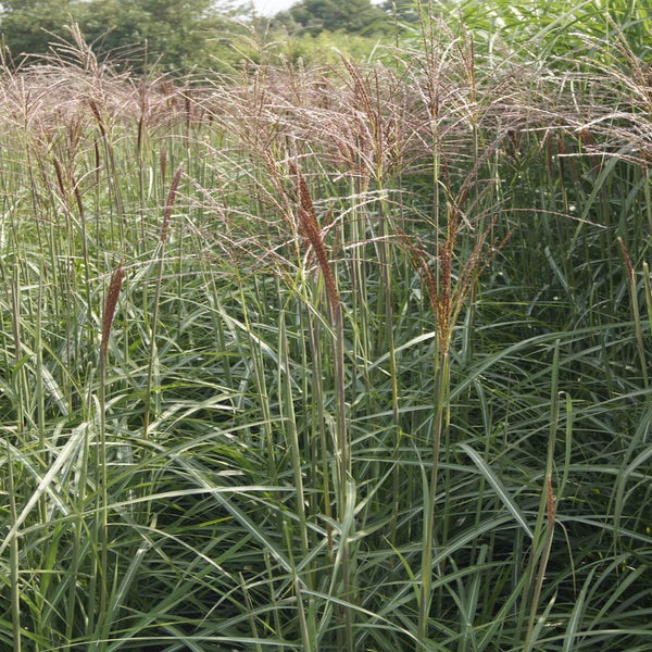 Miscanthus sinensis 'Dronning Ingrid'
