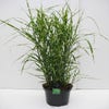 Prachtriet / Chinees riet (Miscanthus sinensis 'Strictus')