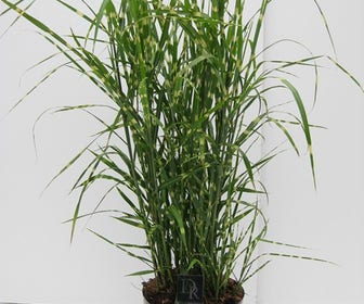 Prachtriet / Chinees riet (Miscanthus sinensis 'Strictus')
