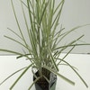 Prachtriet, Olifantgras (Miscanthus sinensis 'Variegatus')