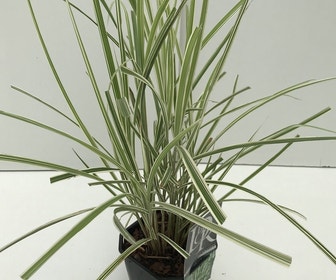 Prachtriet, Olifantgras (Miscanthus sinensis 'Variegatus')