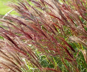 Chinees riet / sierriet (Miscanthus sinensis 'Red Chief')