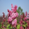 Sering (Syringa villosae 'Miss Canada')