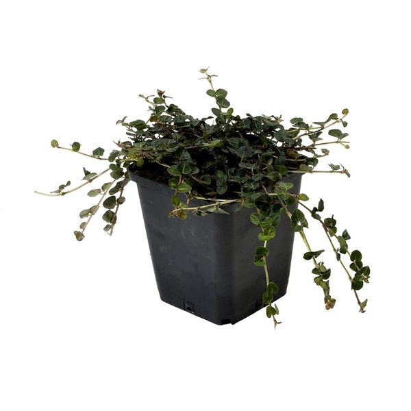 Patrijsbes (Mitchella repens)