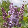 Sering (Syringa vulgaris 'Mme Antoine Buchner')