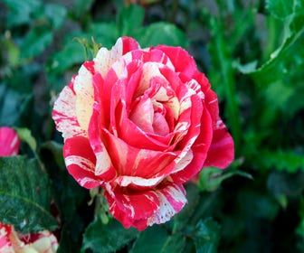 Heesterroos (Rosa 'Broceliande')