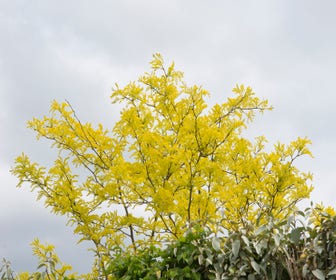 Grote Gleditsia (Gleditsia triacanthos 'Sunburst')
