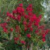 Lagerstroemia als halfstam (Lagerstroemia indica 'Dynamite')