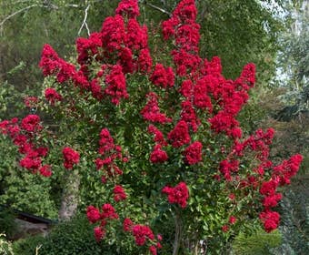 Lagerstroemia als halfstam (Lagerstroemia indica 'Dynamite')
