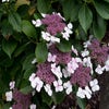 Fluweelhortensia (Hydrangea villosa)