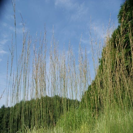 Pijpestrootje (Molinia caerulea 'Heidebraut')