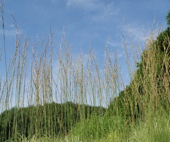 Pijpestrootje (Molinia caerulea 'Heidebraut')