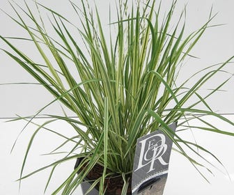 Pijpestrootje (Molinia caerulea 'Variegata')