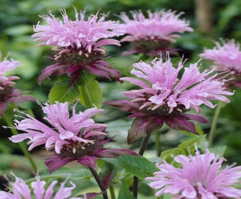 Bergamotplant (Monarda 'Beauty of Cobham')