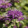 Bergamotplant (Monarda 'Blaustrumpf')