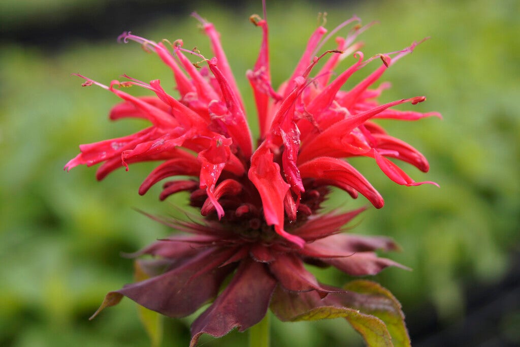 Monarda