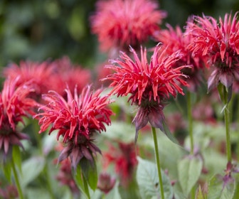 Bergamotplant (Monarda 'Gardenview Scarlet')