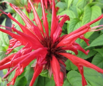 Bergamotplant (Monarda 'Jacob Cline')