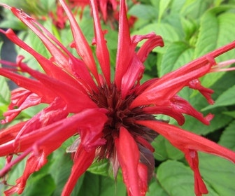 Bergamotplant (Monarda 'Jacob Cline')