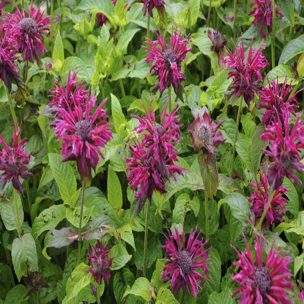 Bergamotplant (Monarda 'Kardinal')