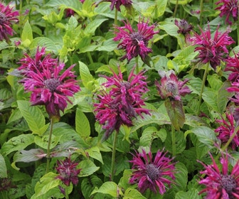 Bergamotplant (Monarda 'Kardinal')