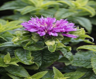 Bergamotplant (Monarda 'Petite Delight')