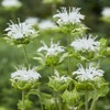 Bergamotplant (Monarda 'Schneewittchen')