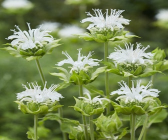 Bergamotplant (Monarda 'Schneewittchen')
