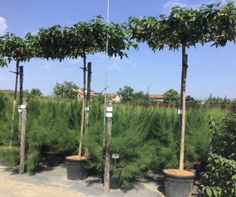 Dakmoerbei (Morus alba 'Fruitless' )