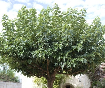 Dakmoerbei (Morus alba 'Macrophylla')