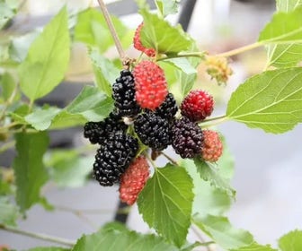 Dwergmoerbei als boom (Morus rotundiloba 'Mojo Berry')