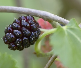 Zwarte Moerbei als boom (Morus nigra)