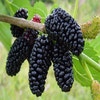 Zwarte Moerbei als struik (Morus nigra) 