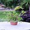 Dwergmoerbei (Morus rotundiloba 'Mojo Berry')