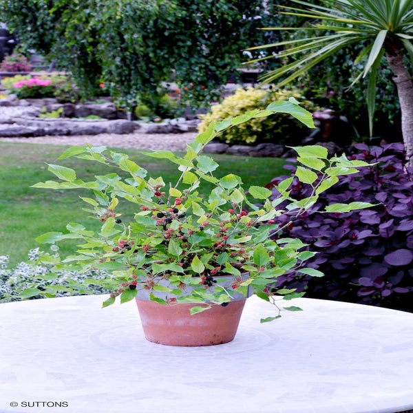 Morus Mojo Berry (Matsunaga)
