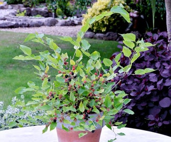 Dwergmoerbei (Morus rotundiloba 'Mojo Berry')