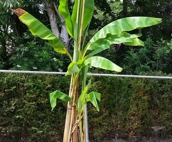 Bananenboom (Musa basjoo)